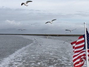 A flock of royal terns followed Dot.Calm out of port. They've learned that wakes push small fish (breakfast!) closer to the surface.