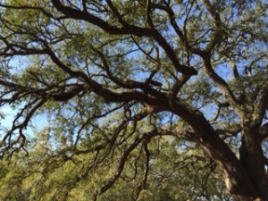 While the palmetto may be the tree most identified with Charleston, it should really be the live oak. There are hundreds of them -- many stately 100 year olds -- in the city.