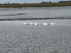The book says white pelicans are very rare. In all our time in Florida. we've never seen them. They are migratory birds and feed on the water like ducks rather than diving like their cousins the brown pelicans.