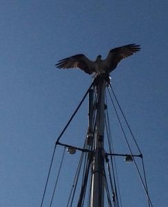 Captured this shop of an osprey heralding his catch as he stopped atop a nearby mast. The osprey's nest is about 50 yards away and we heard the pair calling to each other frequently.