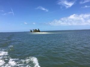 Doesn't this look like an inviting little island? A perfect spot for a beach picnic....in the middle of the ICW