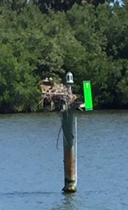 Ospreys have made nests on many of the channel markers. This was the third one we saw in less than half a mile. Look closely and you'll see two white heads "at home."